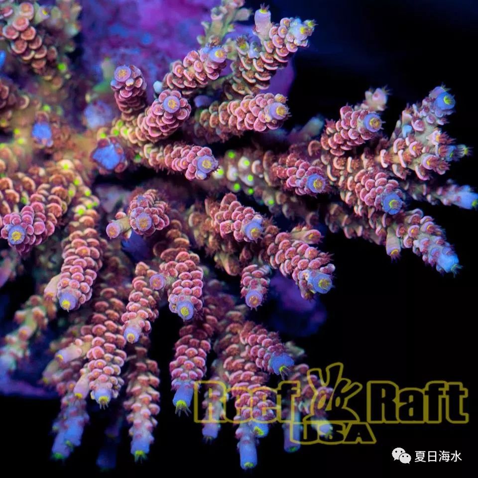 【珊瑚欣赏】美国 Reef Raft 精品珊瑚美图欣赏