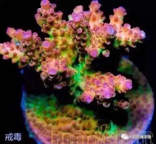 RR（ReefRaft）精品珊瑚图鉴