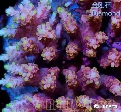 RR（ReefRaft）精品珊瑚图鉴