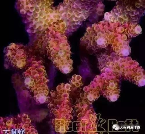 RR（ReefRaft）精品珊瑚图鉴