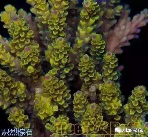 RR（ReefRaft）精品珊瑚图鉴