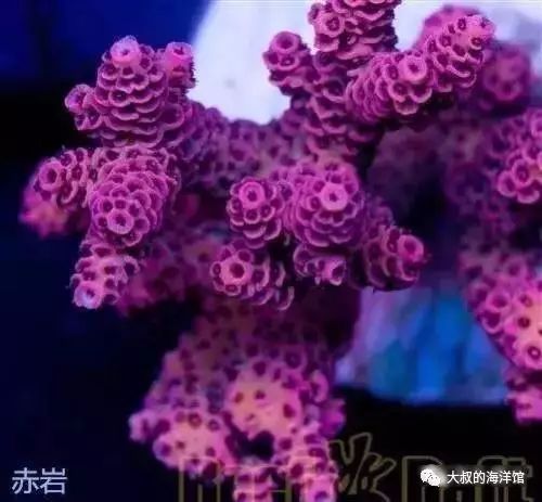 RR（ReefRaft）精品珊瑚图鉴