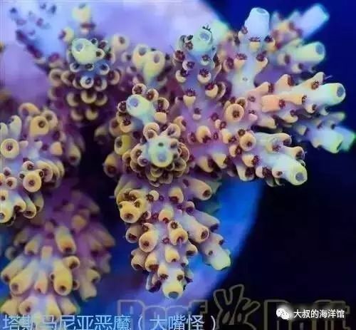 RR（ReefRaft）精品珊瑚图鉴