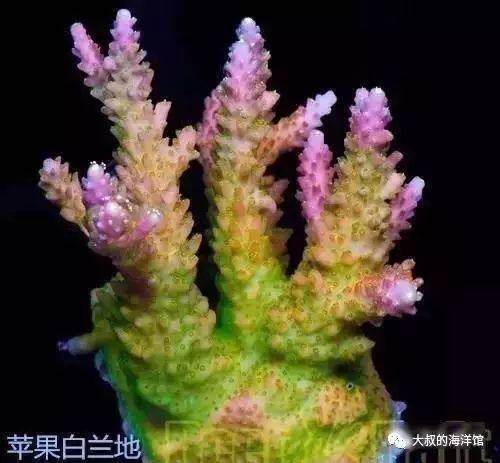 RR（ReefRaft）精品珊瑚图鉴