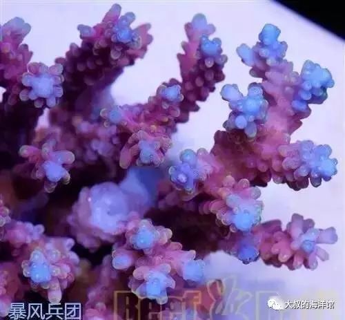 RR（ReefRaft）精品珊瑚图鉴