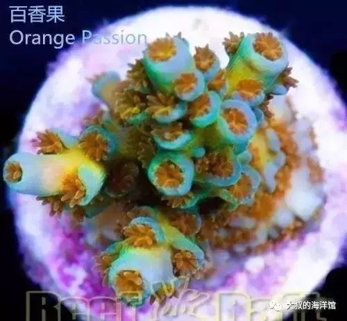 RR（ReefRaft）精品珊瑚图鉴