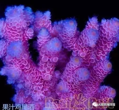 RR（ReefRaft）精品珊瑚图鉴