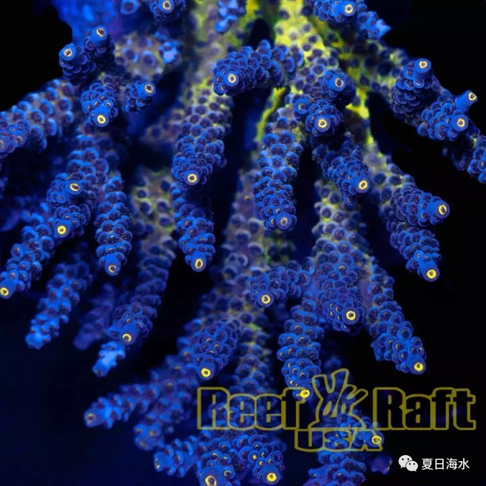 【珊瑚欣赏】美国 Reef Raft 精品珊瑚美图欣赏