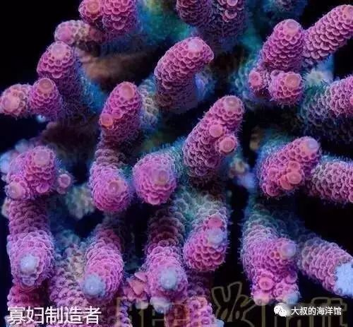 RR（ReefRaft）精品珊瑚图鉴