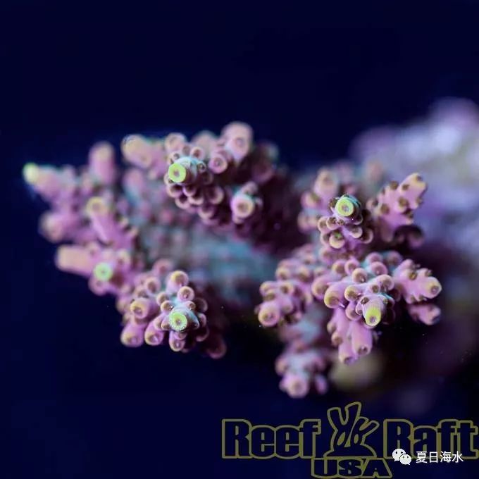 【珊瑚欣赏】美国 Reef Raft 精品珊瑚美图欣赏