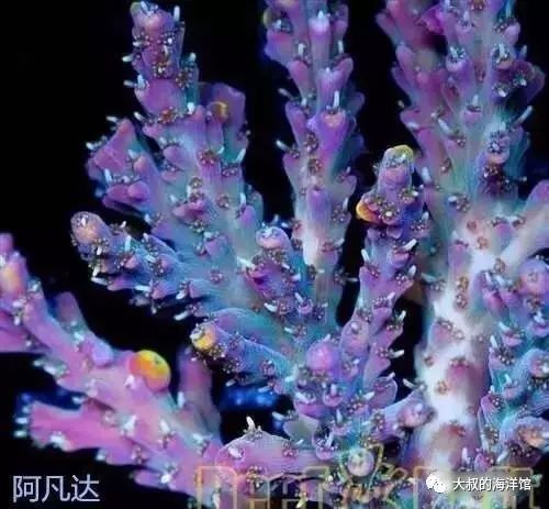 RR（ReefRaft）精品珊瑚图鉴