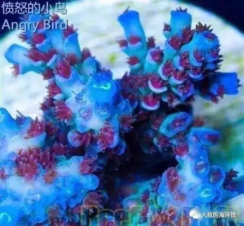 RR（ReefRaft）精品珊瑚图鉴