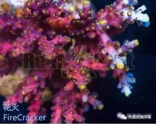 RR（ReefRaft）精品珊瑚图鉴