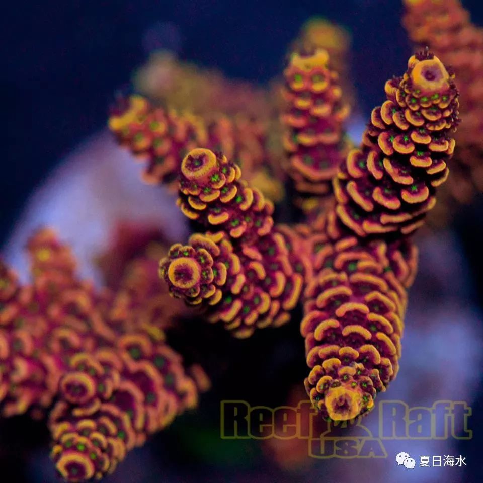 【珊瑚欣赏】美国 Reef Raft 精品珊瑚美图欣赏