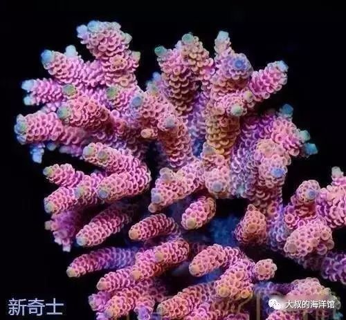 RR（ReefRaft）精品珊瑚图鉴