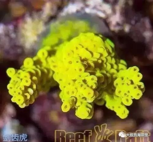 RR（ReefRaft）精品珊瑚图鉴