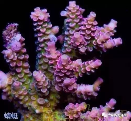 RR（ReefRaft）精品珊瑚图鉴