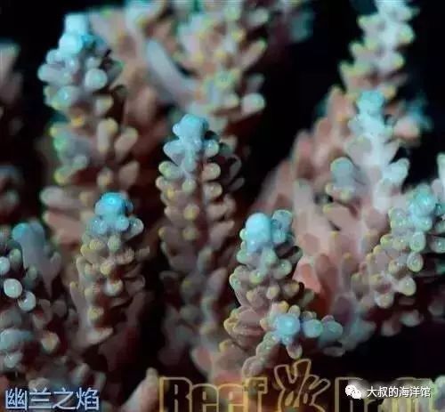 RR（ReefRaft）精品珊瑚图鉴