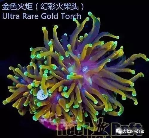 RR（ReefRaft）精品珊瑚图鉴