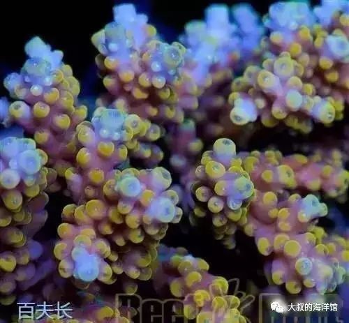 RR（ReefRaft）精品珊瑚图鉴