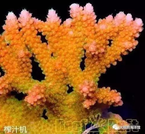 RR（ReefRaft）精品珊瑚图鉴