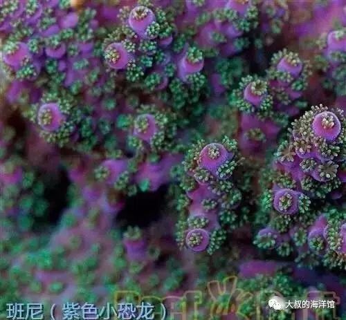 RR（ReefRaft）精品珊瑚图鉴