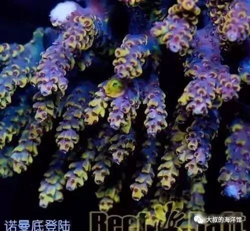 RR（ReefRaft）精品珊瑚图鉴