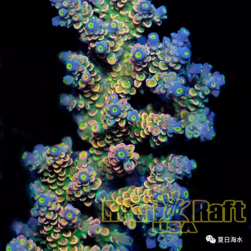 【珊瑚欣赏】美国 Reef Raft 精品珊瑚美图欣赏