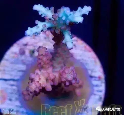 RR（ReefRaft）精品珊瑚图鉴