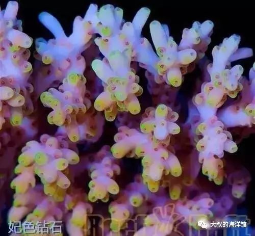 RR（ReefRaft）精品珊瑚图鉴