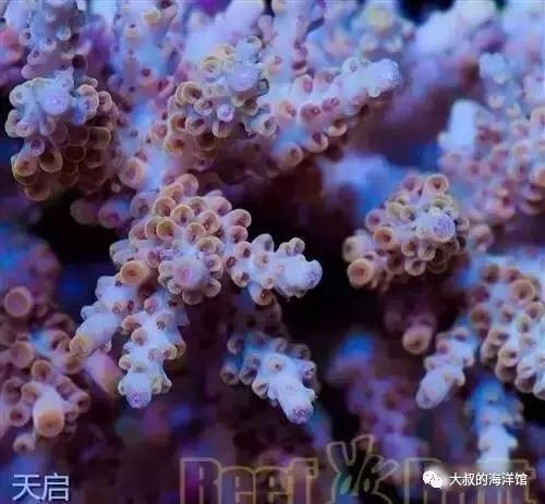 RR（ReefRaft）精品珊瑚图鉴