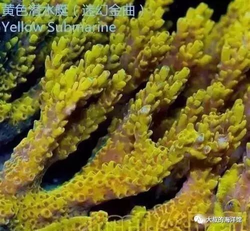 RR（ReefRaft）精品珊瑚图鉴