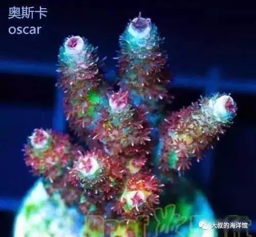 RR（ReefRaft）精品珊瑚图鉴