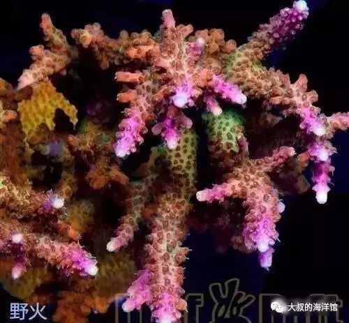 RR（ReefRaft）精品珊瑚图鉴