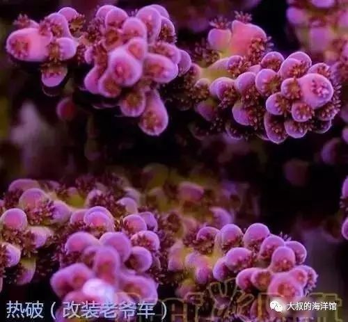 RR（ReefRaft）精品珊瑚图鉴