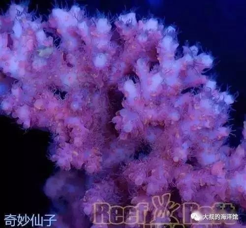 RR（ReefRaft）精品珊瑚图鉴