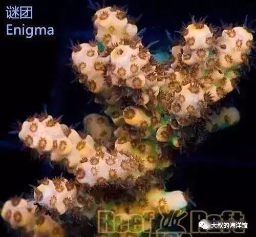 RR（ReefRaft）精品珊瑚图鉴