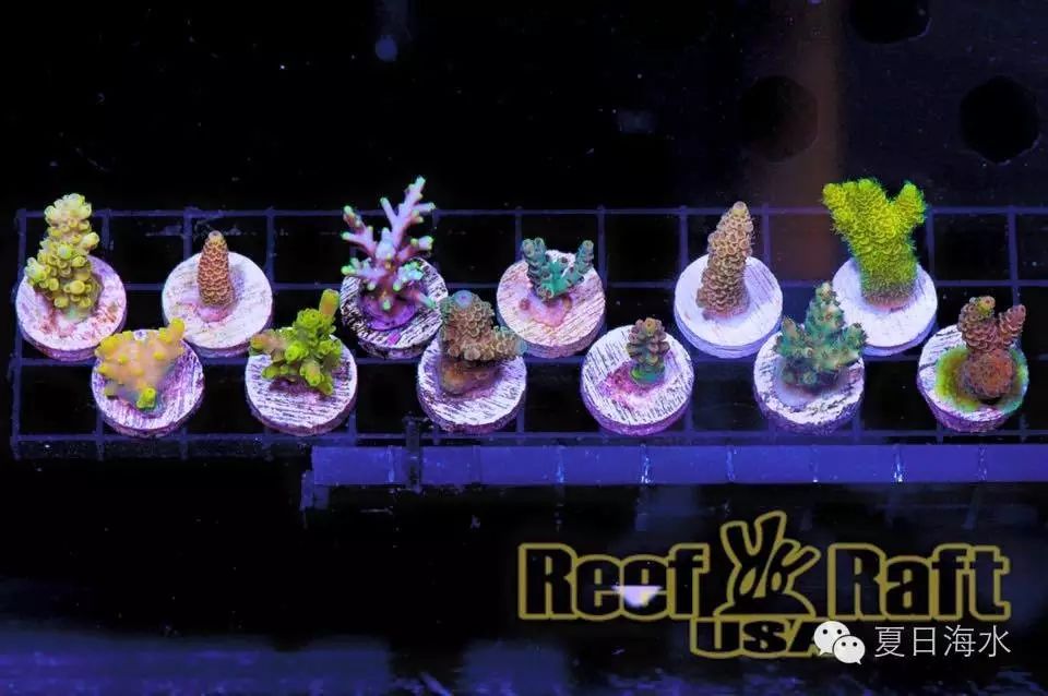 Reef Raft（RR）之谜