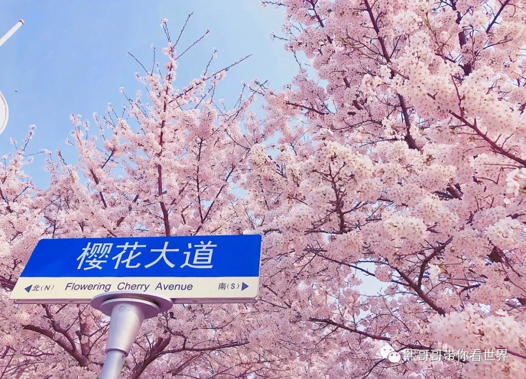 Spring Of 2020馃