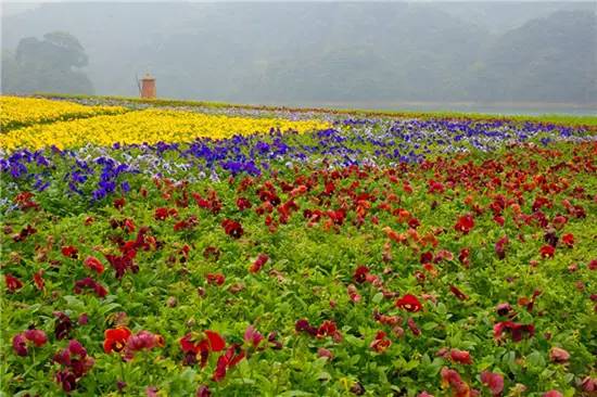 5 spots to celebrate spring near Guangzhou