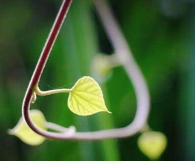 武汉 | 春意浓 Spring is in the air