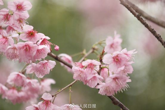 武汉 | 春意浓 Spring is in the air