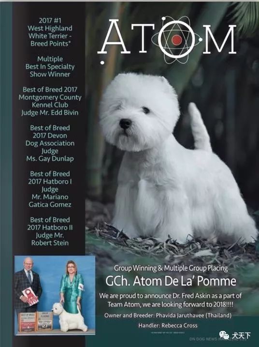 每日一王者“Atom”——迷人的西高地白梗小王子，西敏寺犬展BIG4