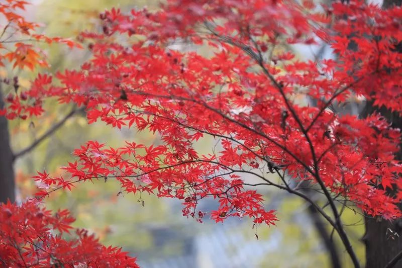 Qixia, the ruby bejeweled in Nanjing city