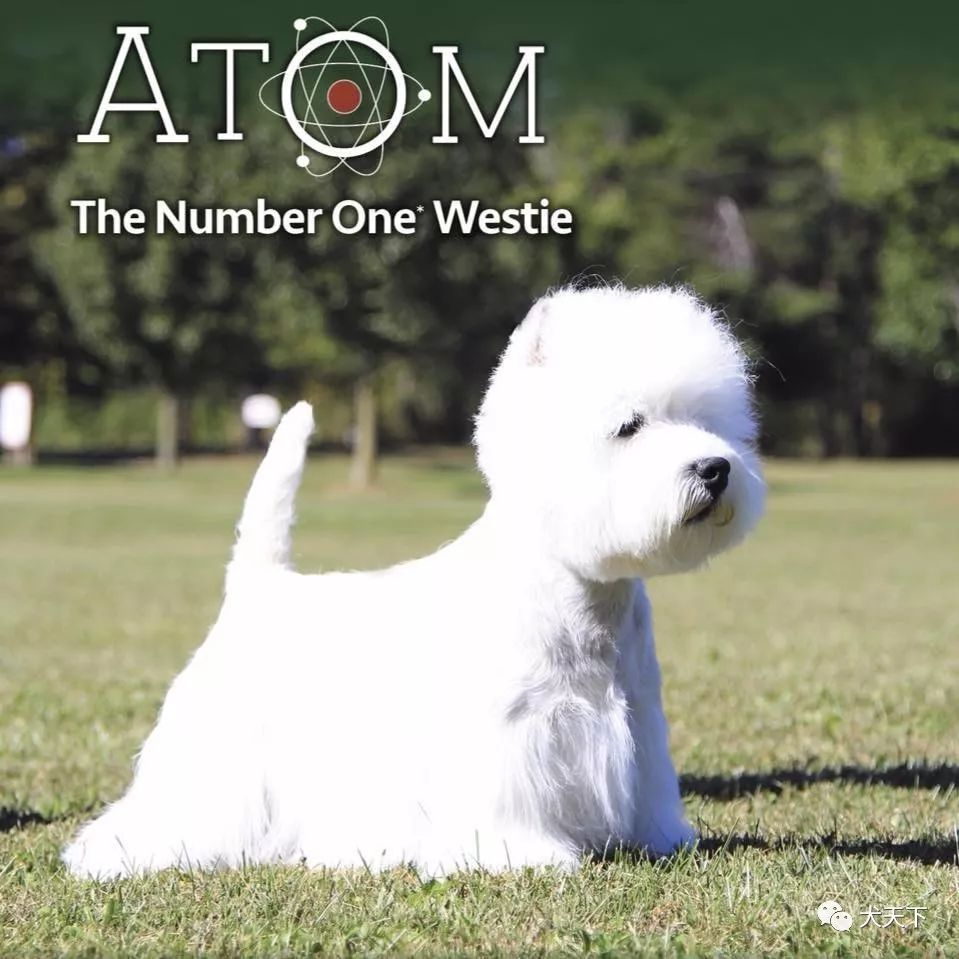 每日一王者“Atom”——迷人的西高地白梗小王子，西敏寺犬展BIG4