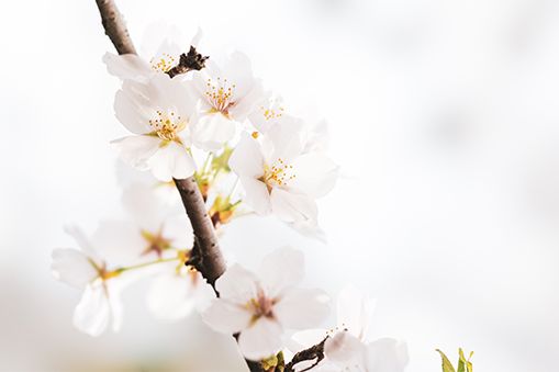 Spring |『小楼一夜听风雨，深巷明朝卖杏花』