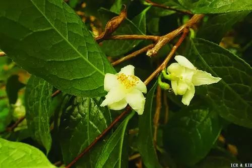 世界山茶属植物品种数据库正式开通