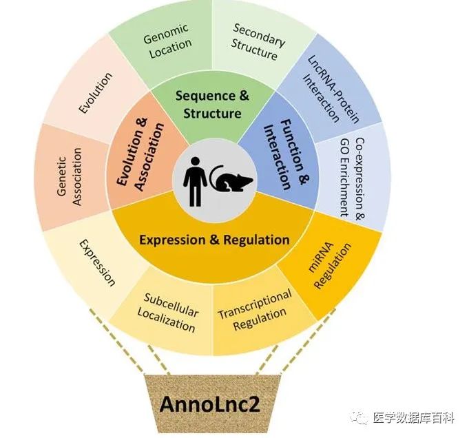 一站式 lncRNA 查询数据库