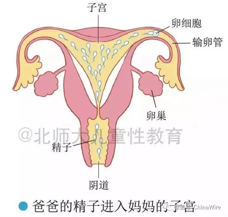 Graphic Kids Sex Education Book Divides Opinion in China