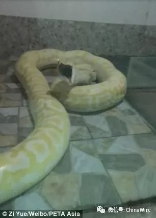 Puppies Fed to Python Snakes in Chinese Zoo (Video)